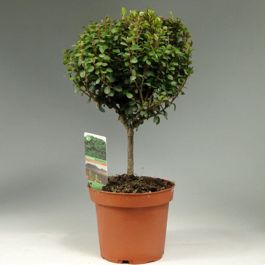 Южный кустарник Мирт