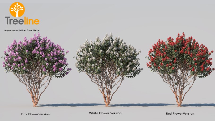 Мирт обыкновенный в природе