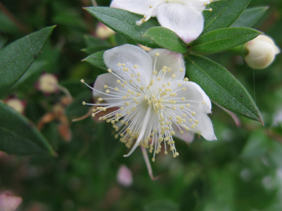 Мирт болотный Ботаническая иллюстрация