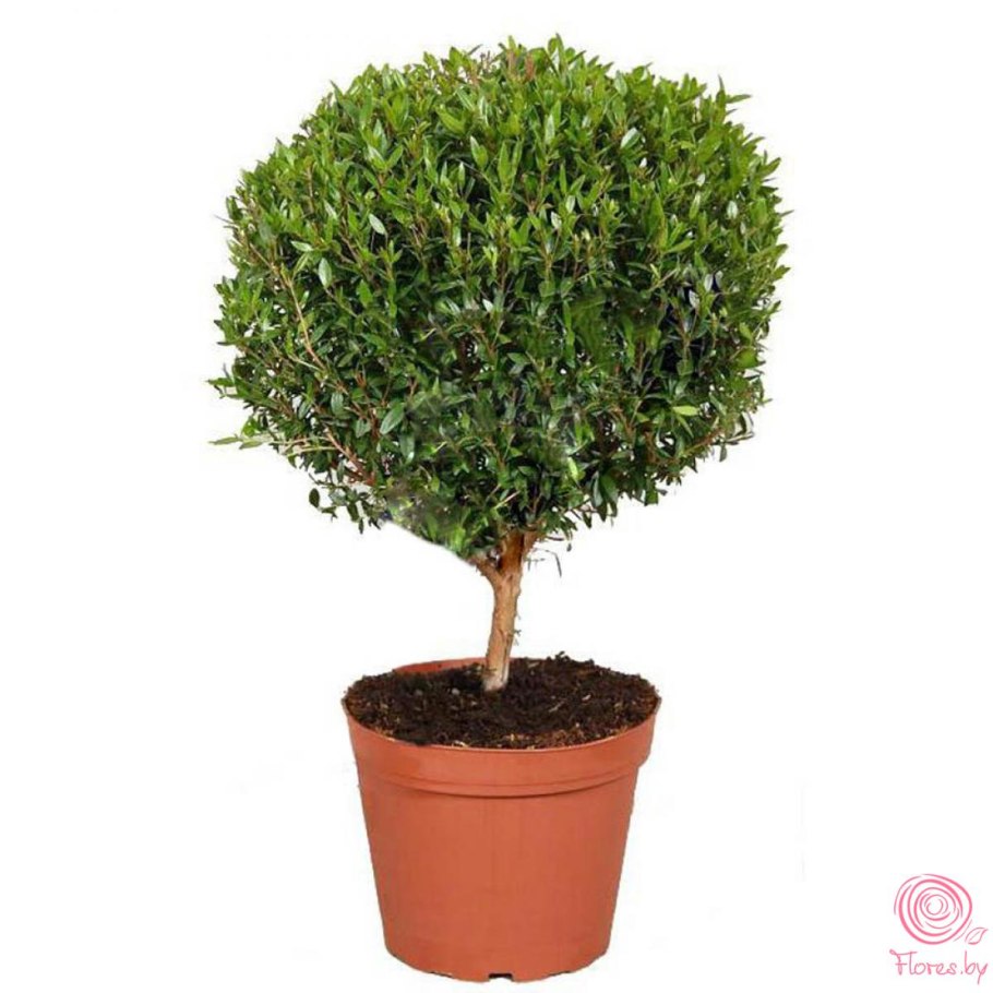 Растение Мирт коммунис