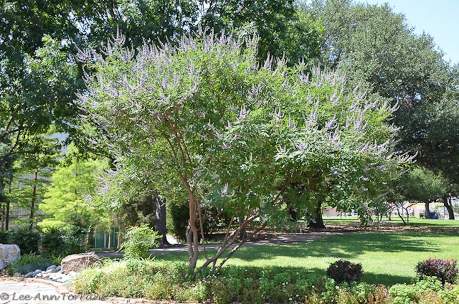 Мирт комнатное растение