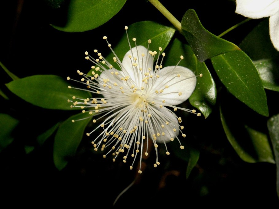 Myrtus communis