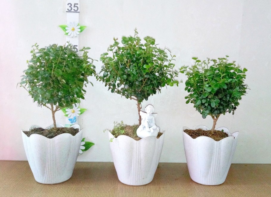 Мирт обыкновенный растение