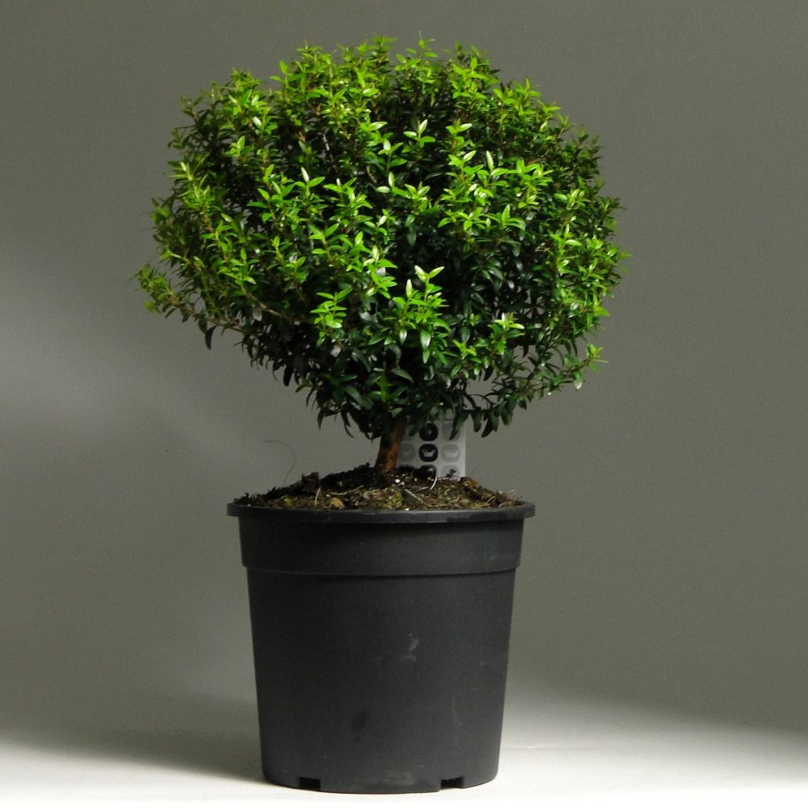 Мирт Миртус коммунис