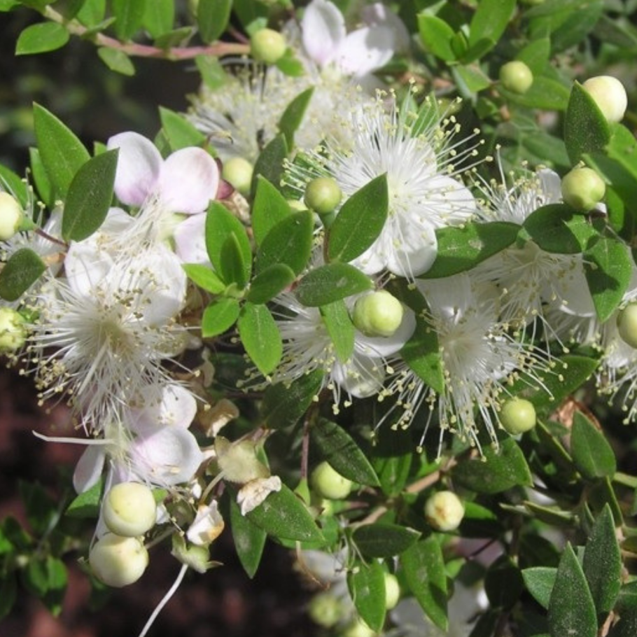 Мирт обыкновенный кустарник