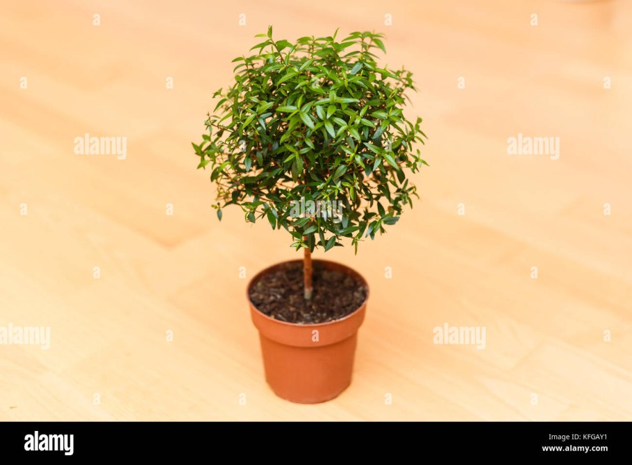 Мирт обыкновенный растение