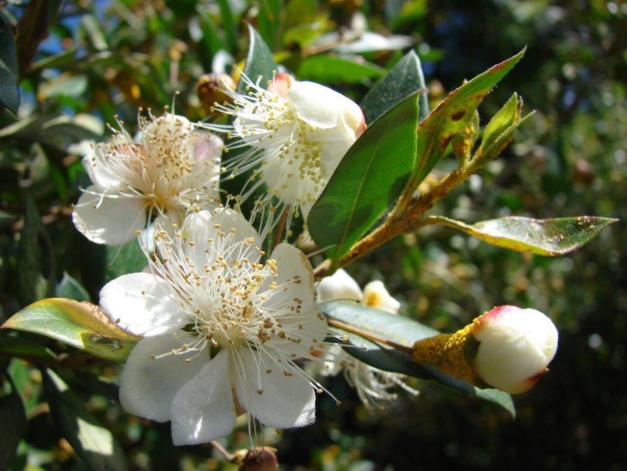 Мирсина Африканская штамбовая