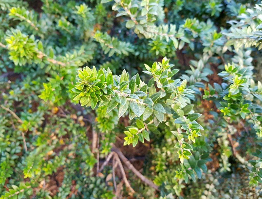 Мирт дерево комнатное