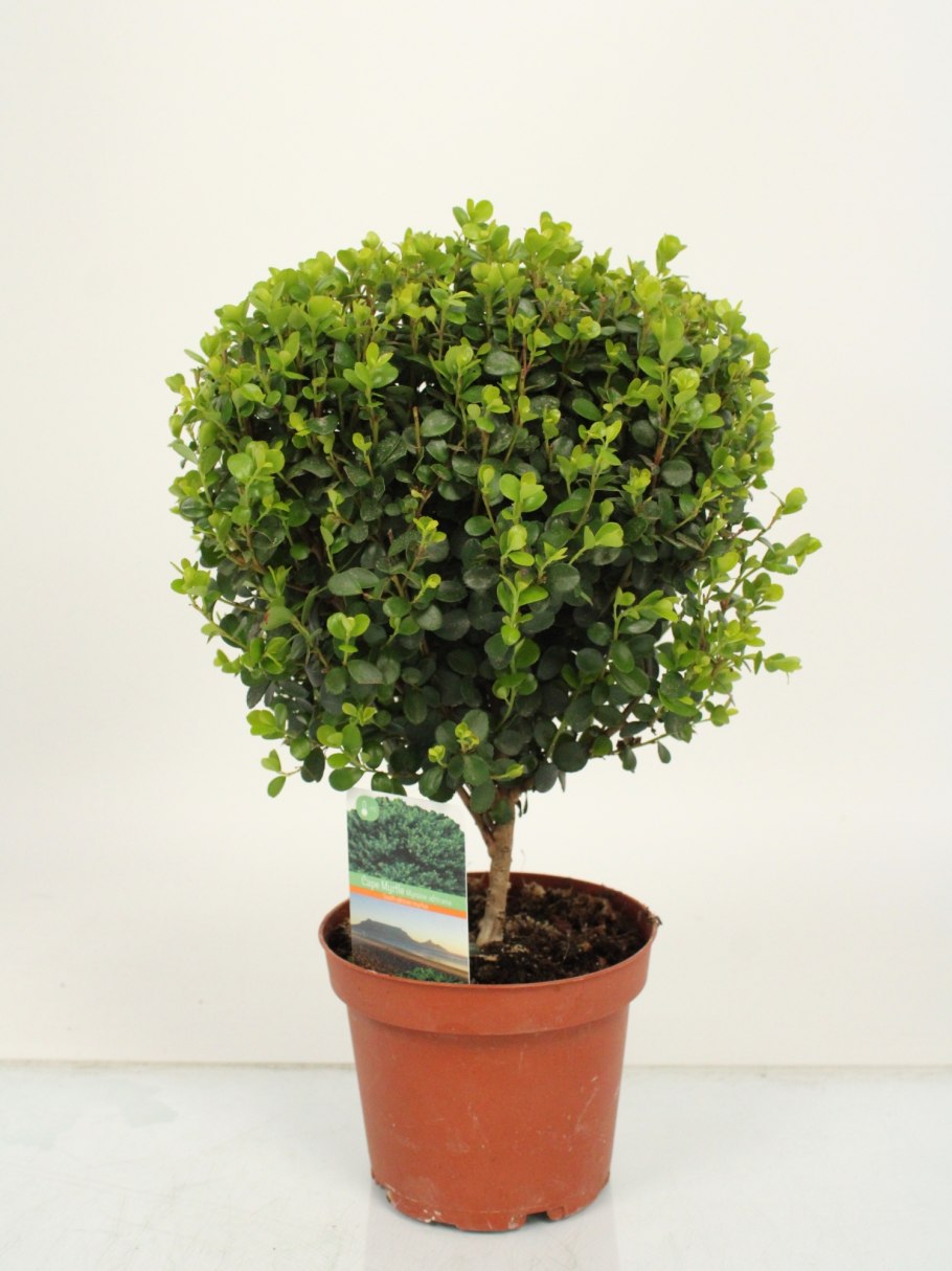 Мирт коммунис цветет