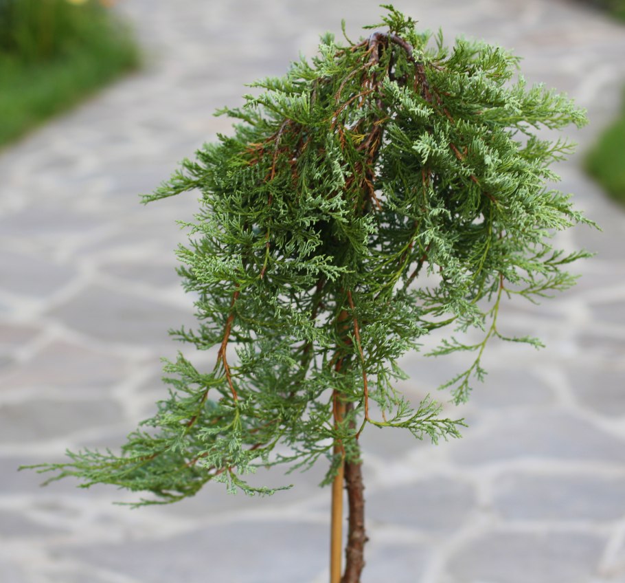 Сосна Беран на штамбе с2