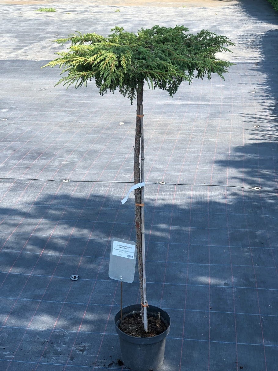 Туя Смарагд ниваки