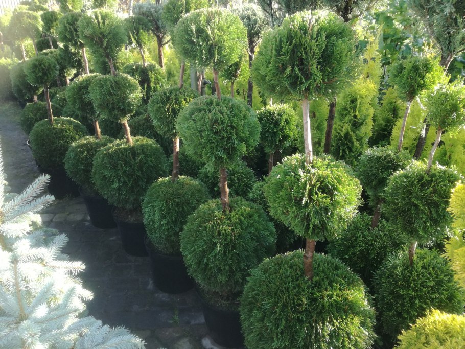 Можжевельник Блю чип на штамбе