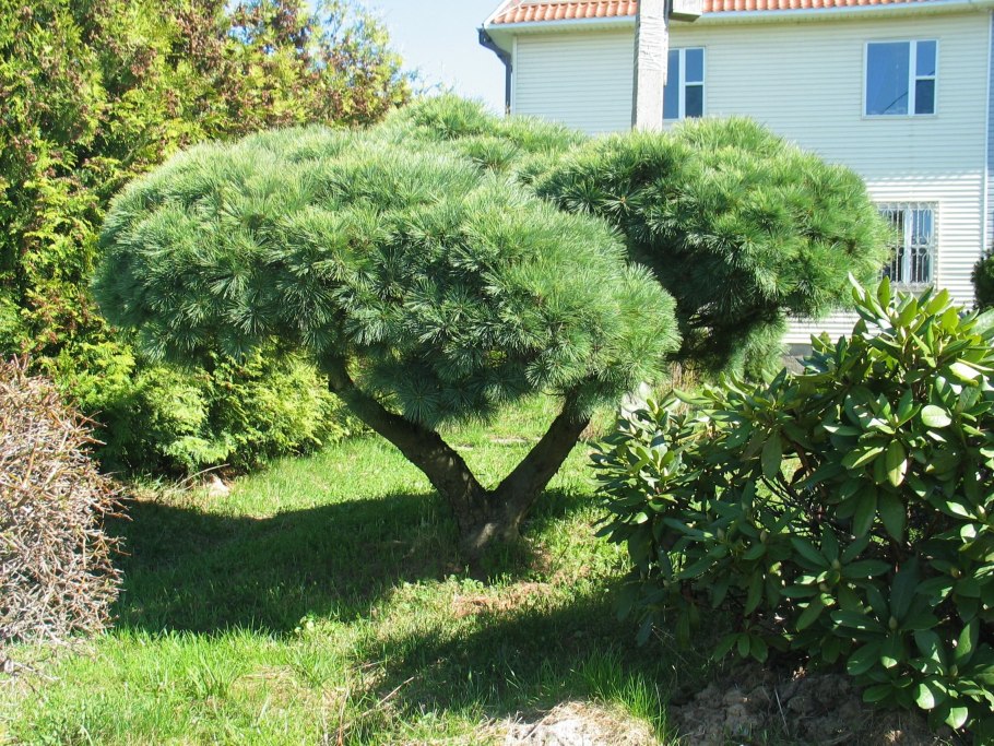 Глаука Глобоза бонсай