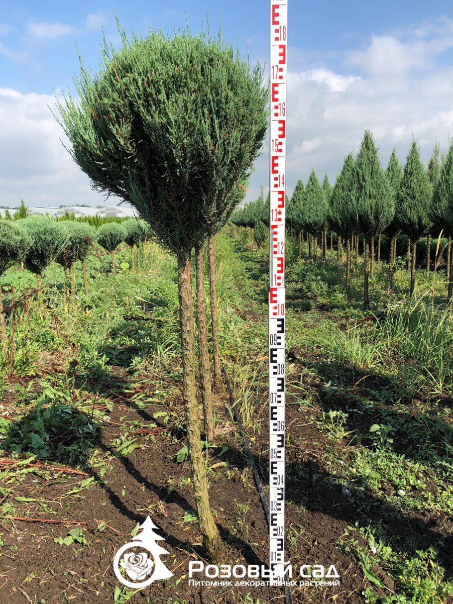 Ель Глаука ниваки