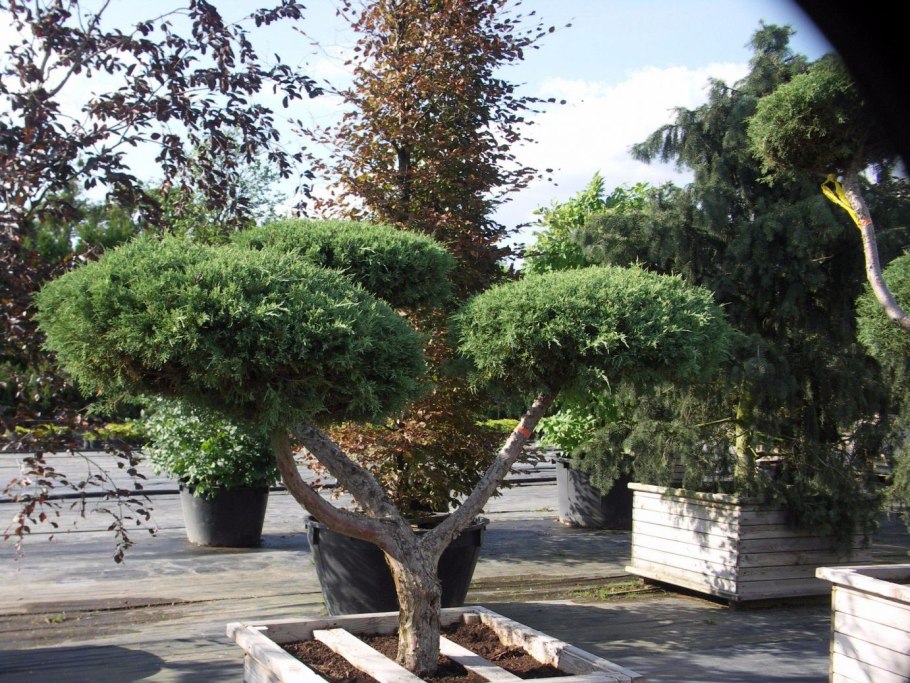 Можжевельник Kishiogima на штамбе