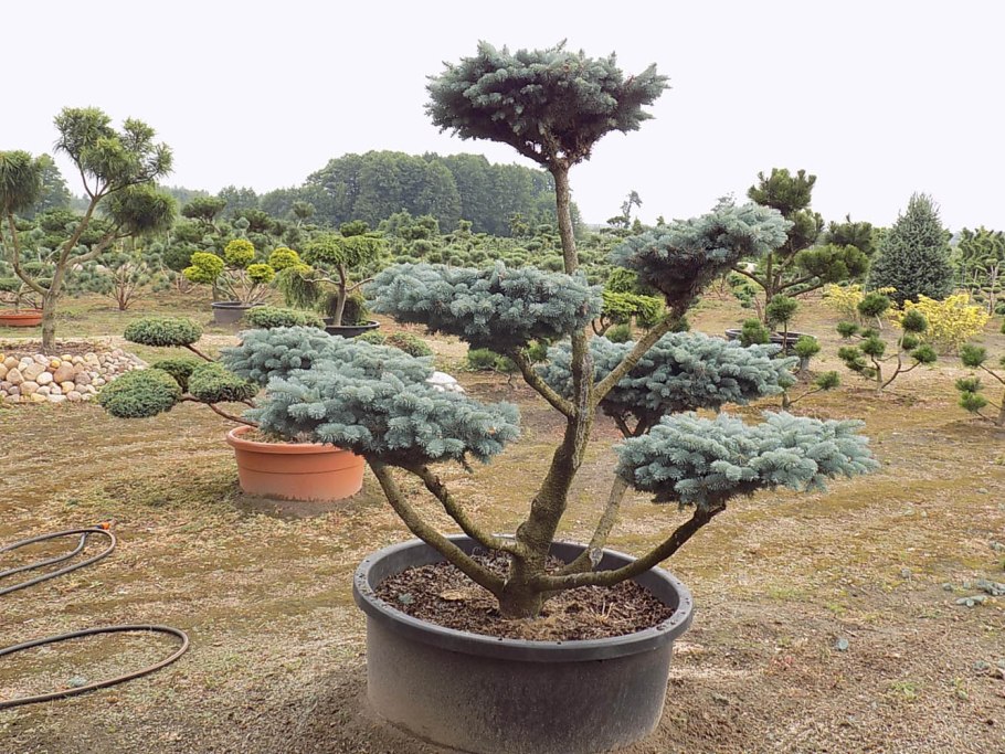 Туя Западная Глобоза 15 см