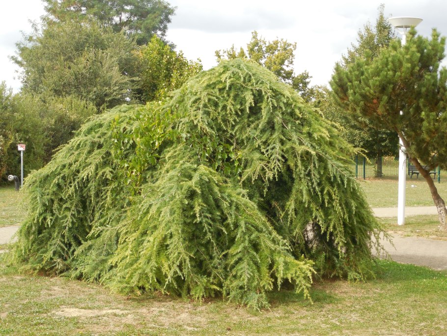 Можжевельник виргинский пендула
