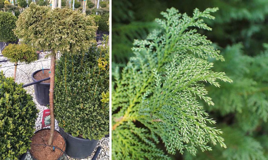 Самшит ниваки