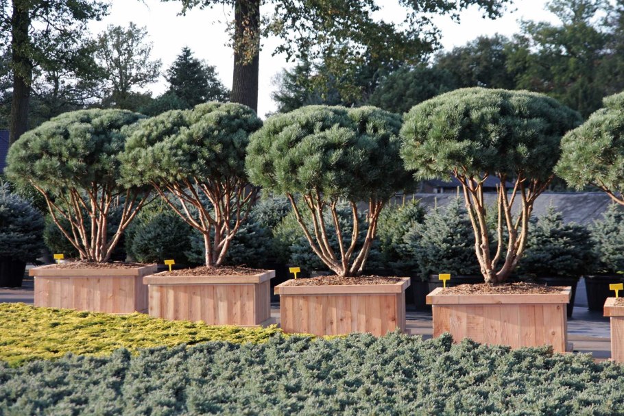 Лиственница европейская compacta