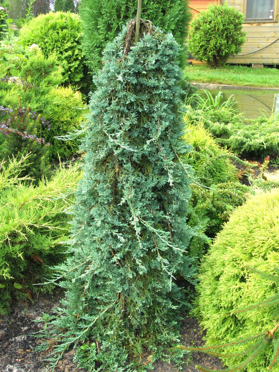 Можжевельник минт джулеп ниваки