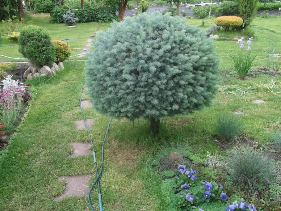 Туя Даника и можжевельник