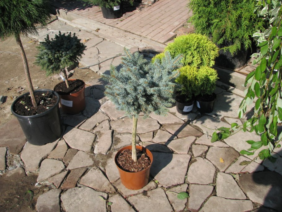 Сосна Горная бонсай ниваки