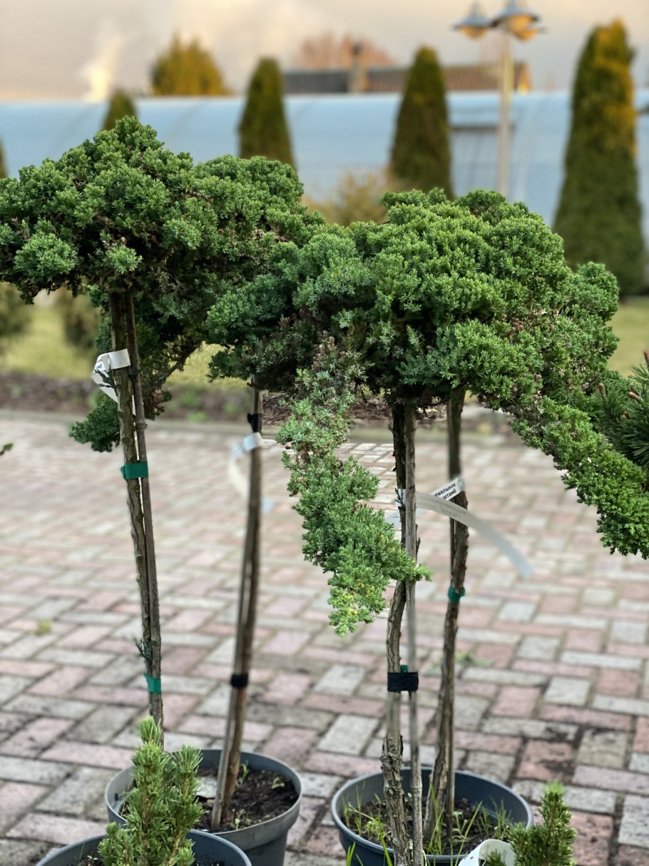 Juniperus Media Mint Julep на штамбе
