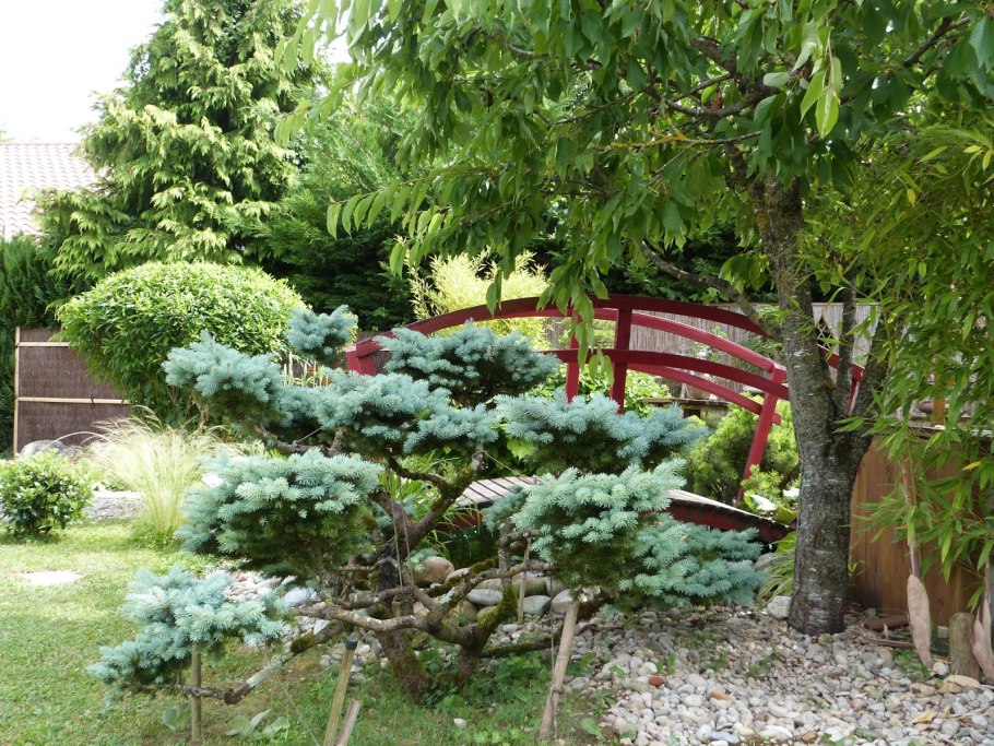 Можжевельник виргинский грей Оул