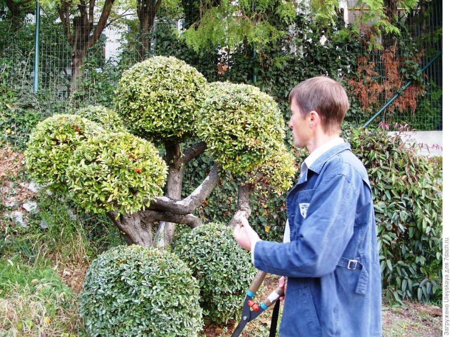 Можжевельник виргинский Пендула