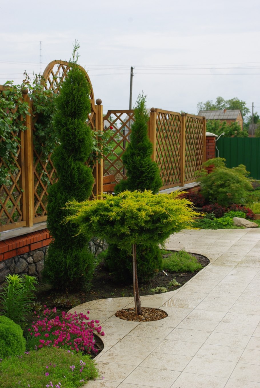 Chamaecyparis pisifera 'Snow'