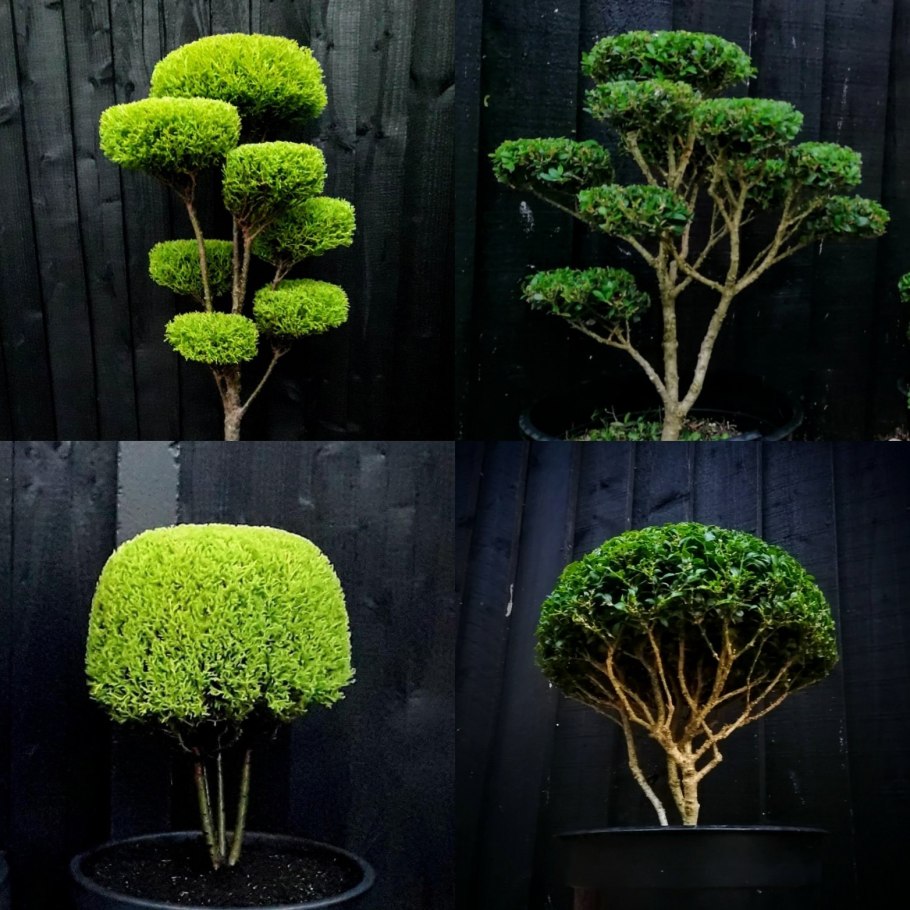 Лиственница японская Diana ниваки