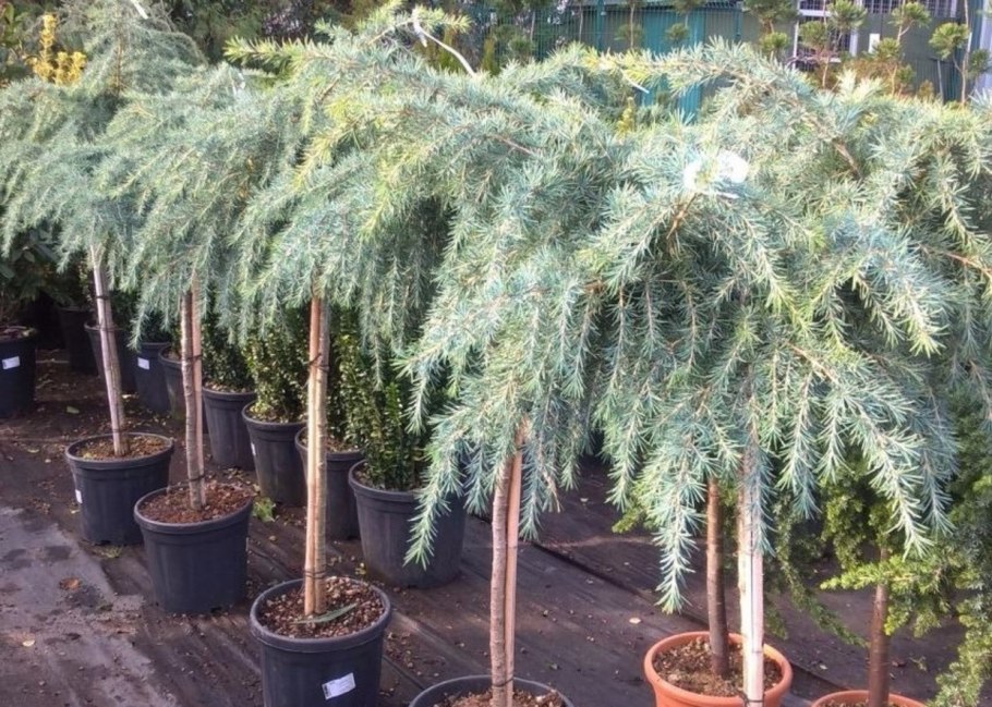 Сосна Горная Мугус ниваки