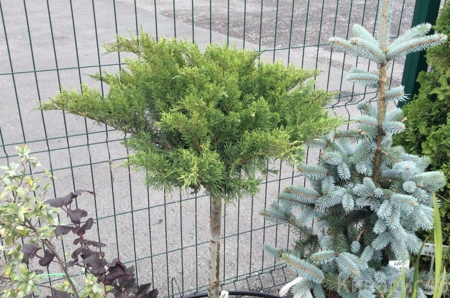 Ива шаровидный карлик ниваки