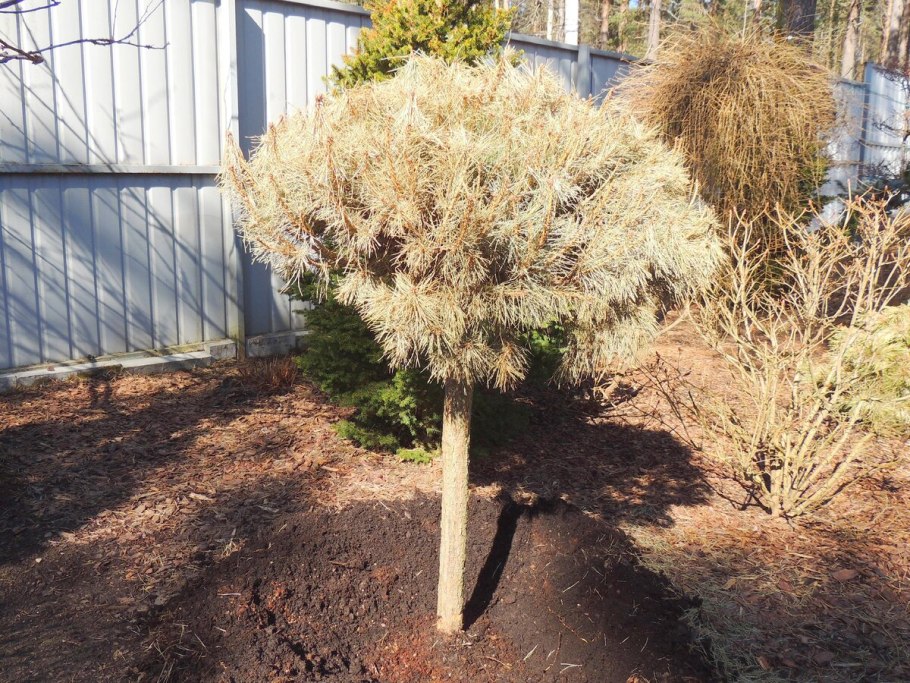 Туя Смарагд ниваки