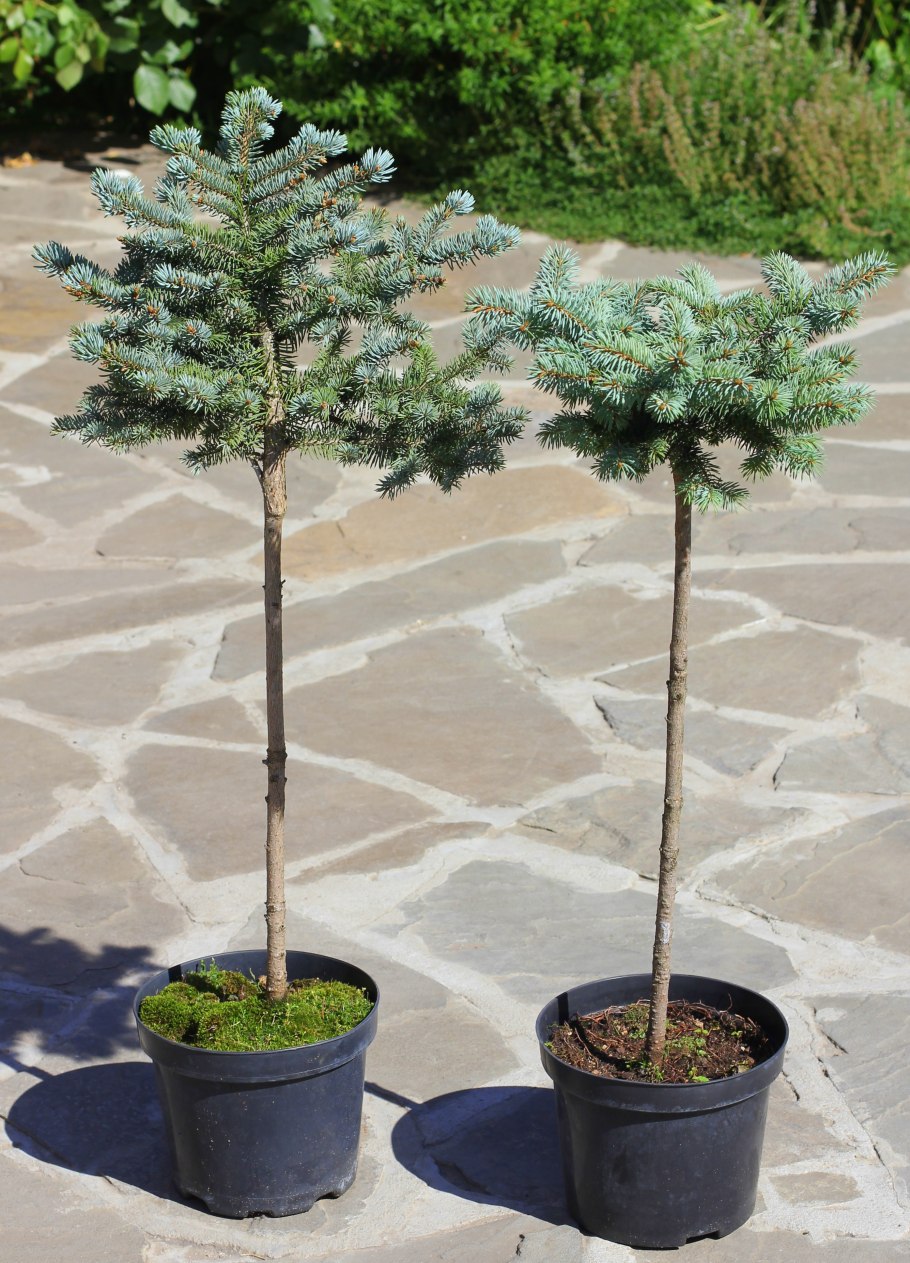 Миксбордер лиственница европейская