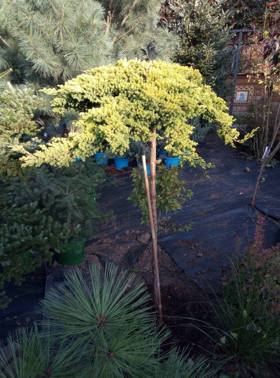 Туя Смарагд ниваки