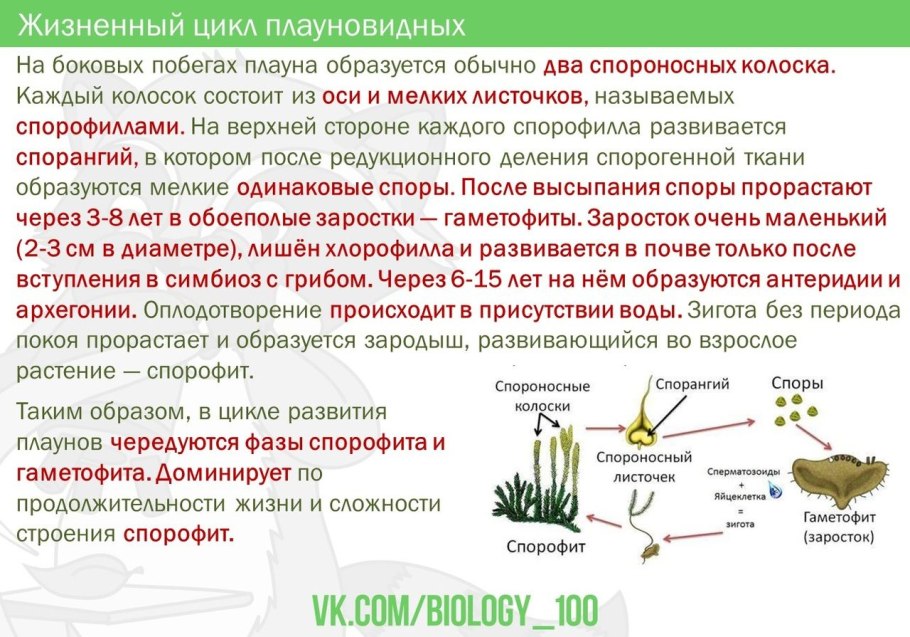 Жизненные формы