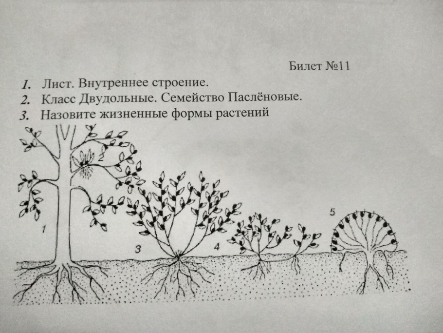 Жизненные формы растений (по к. Раункиеру, 1907):