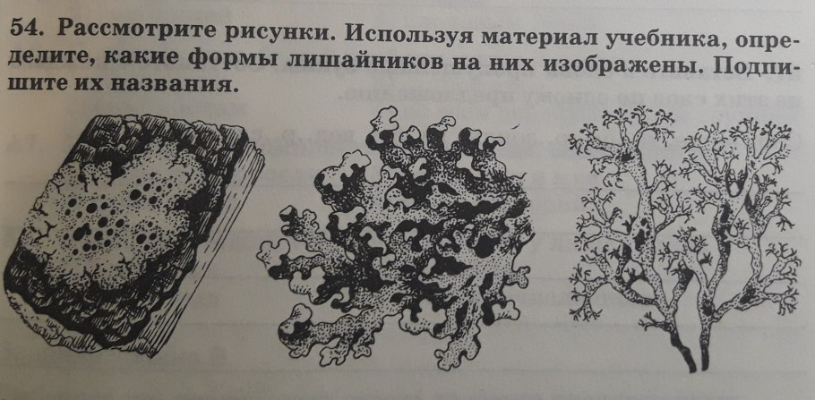Лишайники накипние листоватие кустистие