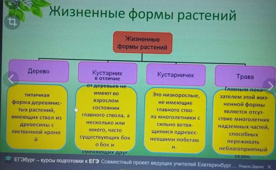 Зоны ягеля