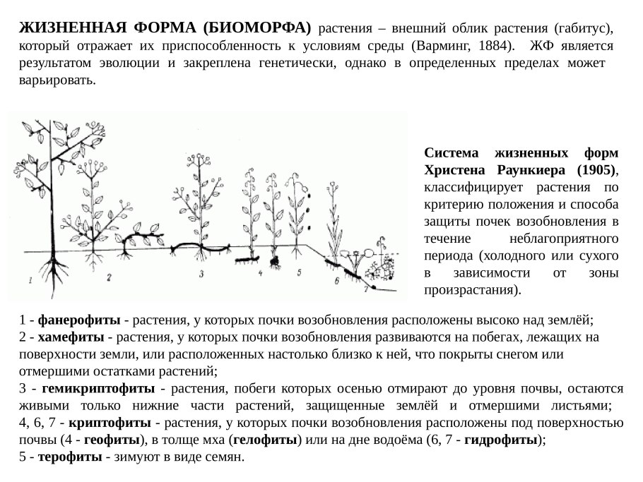 Жизненные формы растений по Раункиеру схема