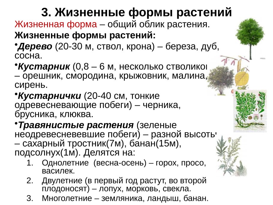 Цикл развития моховидных схема