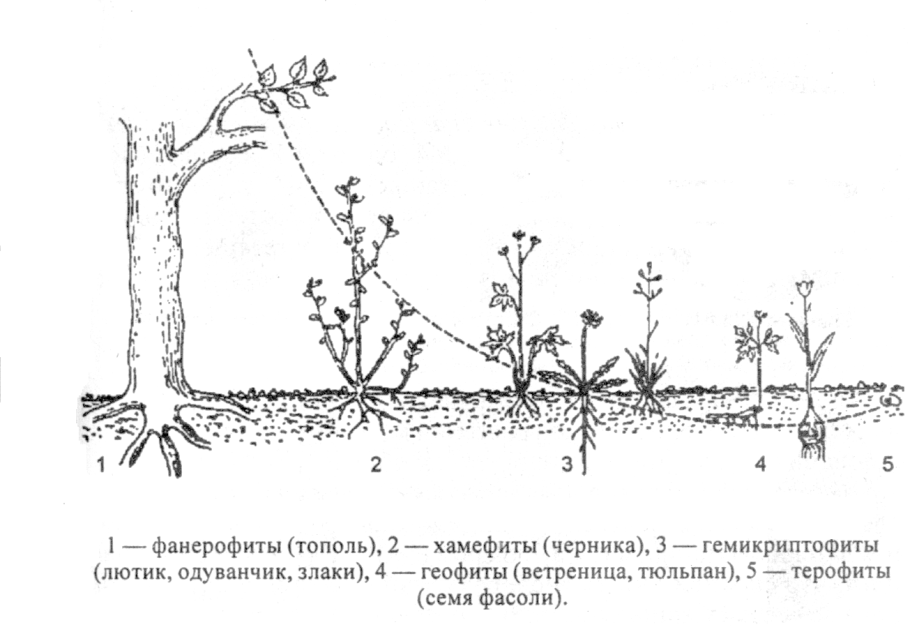 Жизненные формы растений по Раункиеру