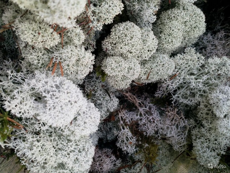 Cladonia cristatella