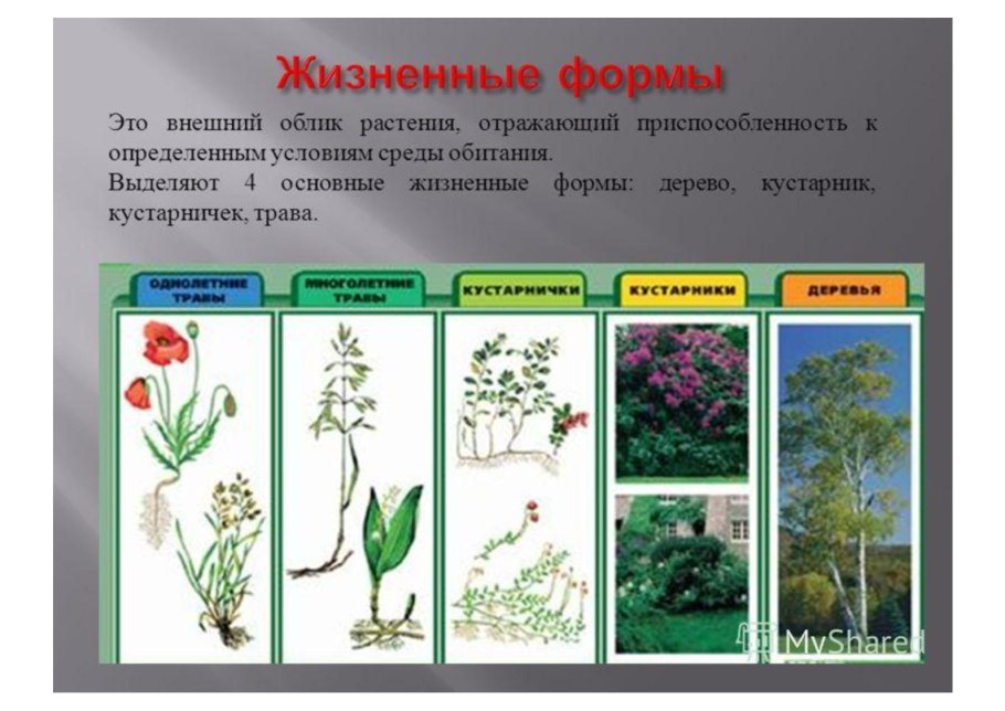 Какие жизненные формы лишайников