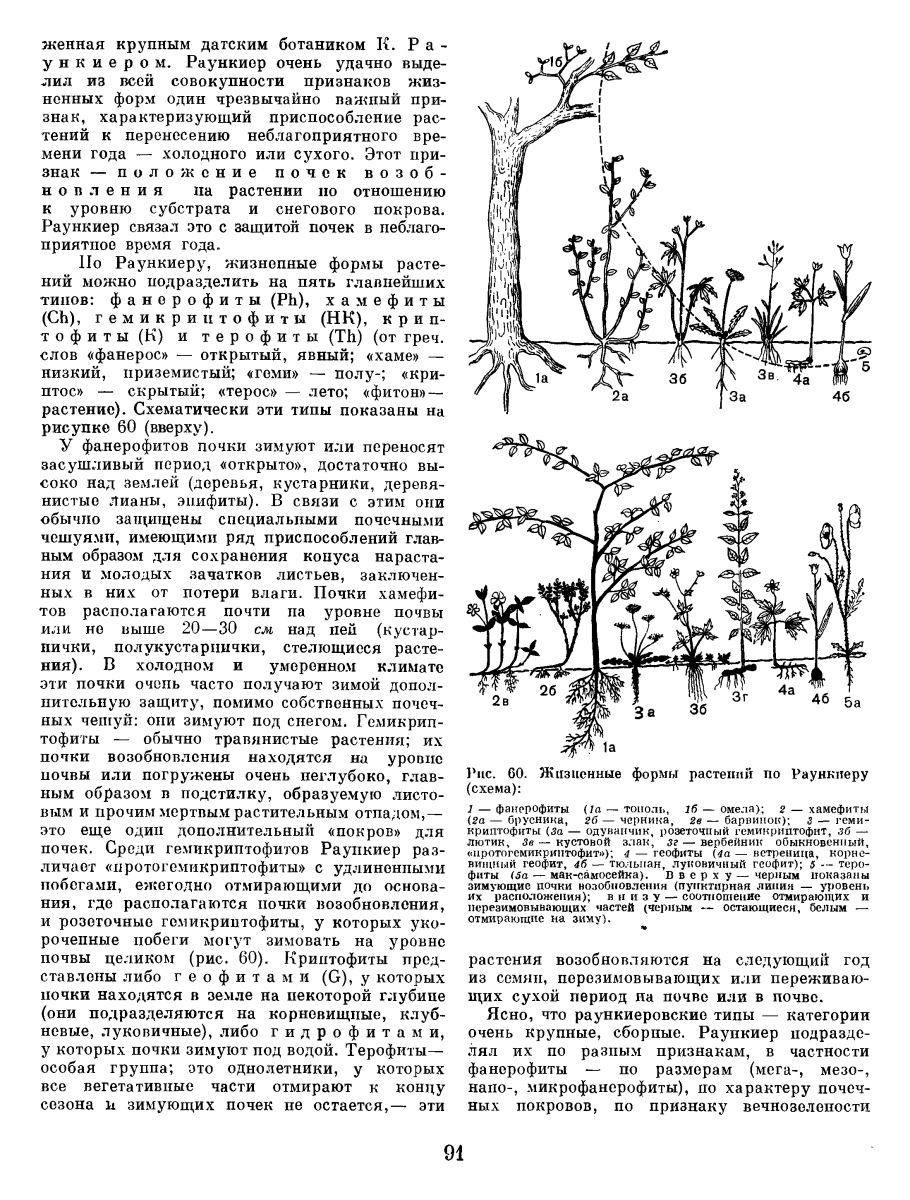 Гемикриптофиты примеры