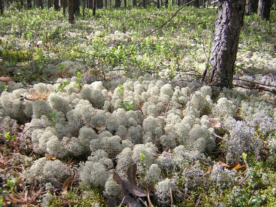 Ягель Северной Америки