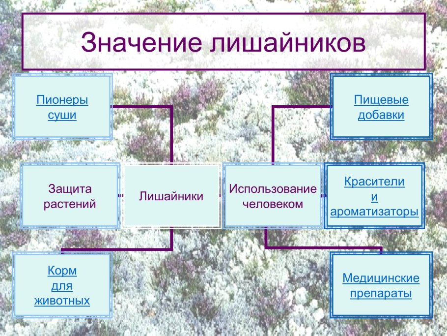 Систематика голосеменных растений