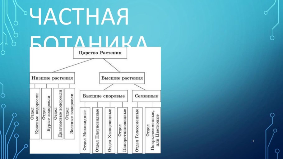 Отделы высших растений
