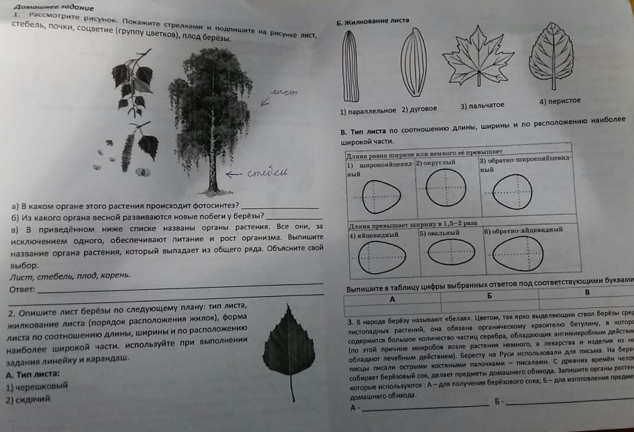 Царство животных царство растений царство грибов царство бактерий